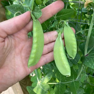 May include: Three bright green, elongated pea pods hanging from a vine. The pods have a smooth, slightly curved surface with visible bumps indicating the peas inside. The plant features vibrant green leaves and thin, curling tendrils.