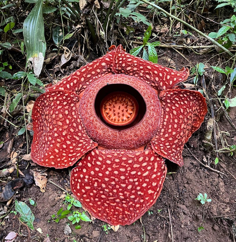 What Is Rafflesia Rafflesia Arnoldii Flower Wall Art, Giant Corpse Flower Print, Rare ...