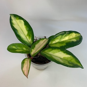 May include: A potted Hoya plant with vibrant green leaves edged in creamy yellow and pink hues. The plant is in a clear plastic pot, showcasing the soil and root system. The leaves have a glossy texture, and the plant is set against a plain white background.