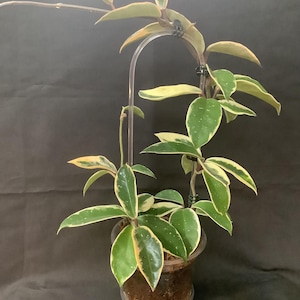 May include: A potted Hoya plant with green and yellow variegated leaves. The plant is supported by a clear plastic arch. The leaves have white speckles. The pot is clear plastic and filled with soil.