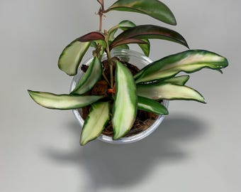 Hoya wayetii (inner variegated) 5oz cup #168