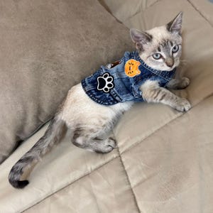 Puede incluir: Un gatito de color claro con ojos azules lleva puesto un chaleco de mezclilla azul. El chaleco presenta tres parches bordados: una huella de pata en blanco y negro, una cara de gato naranja y una pequeña figura de animal marrón. La tela es de mezclilla.