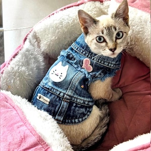 Puede incluir: Un gato de color claro con ojos azules lleva un chaleco de mezclilla azul con bordes deshilachados. El chaleco presenta un parche blanco con forma de gato, un parche rosa con forma de corazón y una etiqueta con el texto Perina y una huella.