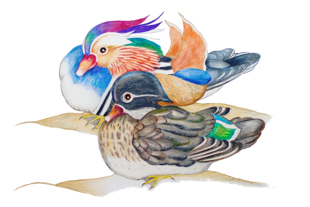 Commission a Mandarin Duck Couple Drawing Fengshui Fengshui Love Loyalty Friendship Wedding