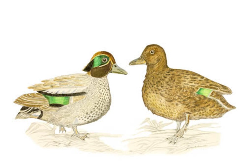 Dessin Original Commun Sarcelle Canard Couple Anas Crecca Art Magnifiquement Rendue Très Détaillée Vintage Canards Ducklover Ar Oiseau Amour Doiseaux