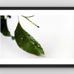 May include: A framed photograph featuring a close-up of a green leaf with water droplets. The leaf is the focal point, set against a soft, white background. The image is framed in a black border.
