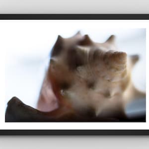 May include: Close-up of a light brown conch shell with a textured surface and spiky protrusions. The shell is set against a blurred white background, creating a natural, coastal aesthetic. The image is framed in a black border.