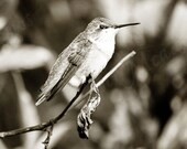 Hummingbird Photo Download, Bird Print, Bird Wall Decor, Modern, Summer Photography, Monotone Photography, Bathroom Art, Hallway Wall decor