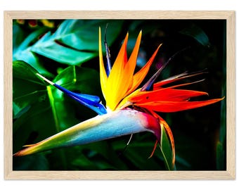 Bird of Paradise Flower Print, Tropical Botanical Wall Art, Framed Nature Photography Poster