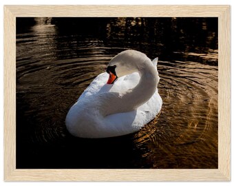 White Swan Photography Print, Elegant Golden Wildlife Wall Art, Nature Gift