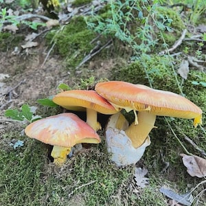 May include: A group of orange and yellow mushrooms with broad caps and yellow stems, set in green moss. The mushrooms are in a natural forest environment, with trees and foliage visible in the background.