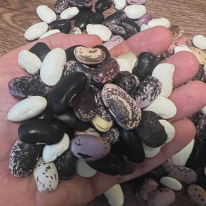 May include: A handful of assorted beans, including white, black, purple, and speckled varieties. The beans are held in a hand, showcasing their different shapes and colors. The image is taken on a wooden surface.