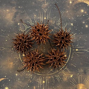 Puede incluir: Cinco vainas de semillas espinosas marrones dispuestas sobre un fondo oscuro con diseños celestiales dorados, incluyendo estrellas y una luna creciente. Las vainas tienen forma de estrella con muchas puntas afiladas. El fondo es de color gris oscuro.