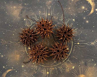 Juego de 5 espinas de bruja