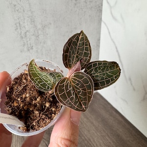 May include: A small jewel orchid plant in a clear plastic pot filled with soil. The plant features dark green, heart-shaped leaves with a distinct network of light pink veins. The foliage is arranged in a rosette pattern, showcasing a deep color contrast.