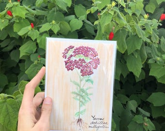 Yarrow Print Watercolor Painting Botanical Illustration Original Artwork Greeting Card Yarrow Illustration  Medicinal Herb Yarrow Flower