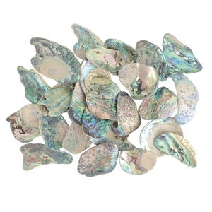 May include: A pile of iridescent abalone shells in shades of green, blue, and tan. The shells have a natural, textured appearance and varying shapes, creating a visually appealing arrangement.