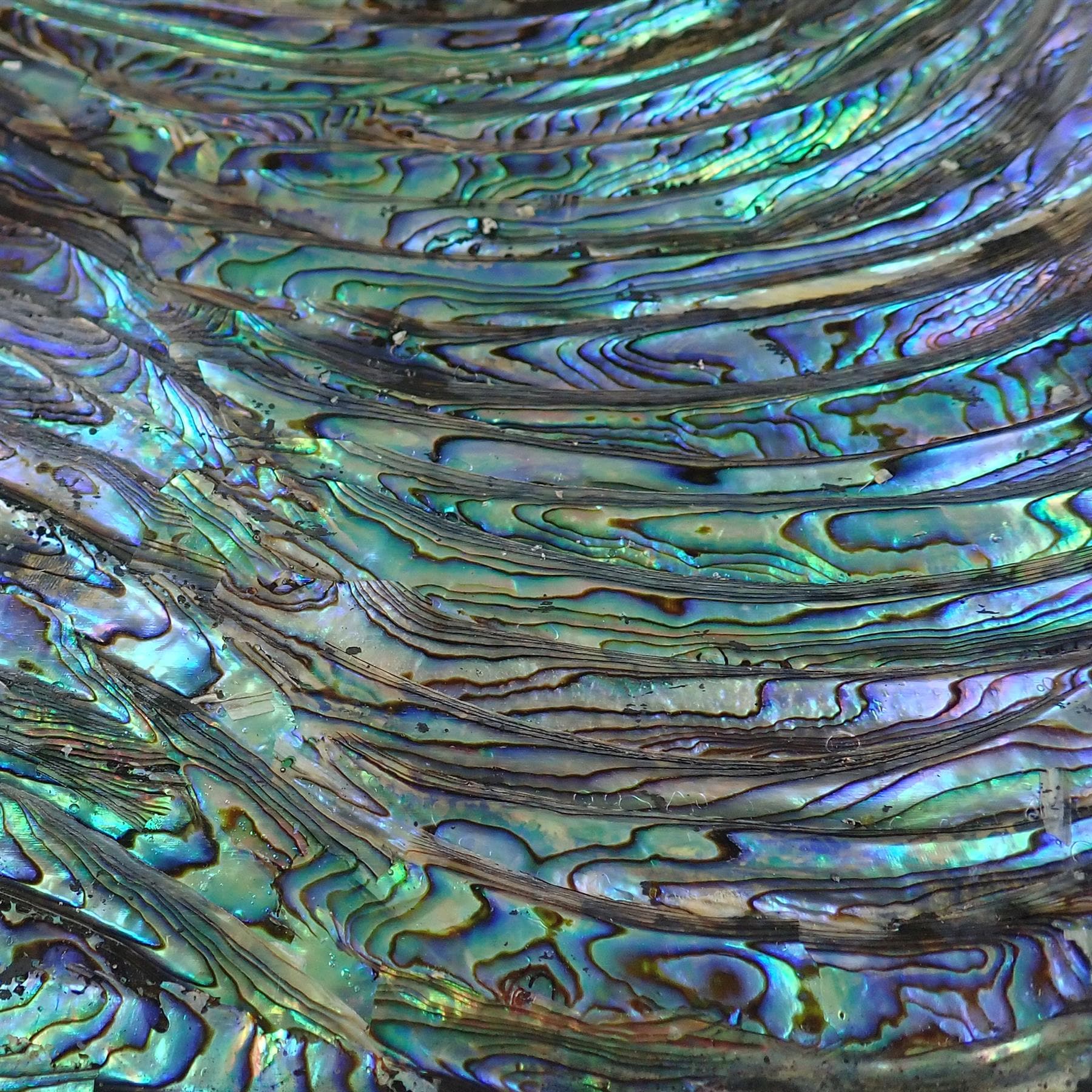 Shell Backed Black Backed Alternating Full Shell Green Abalone Laminate Shell Veneer ...