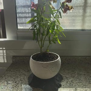 Moon Textured Planter with Decorative Base, Planetary Flower Pot, 3D Printed for Cactus, Succulents and Indoor Plants, Space Design
