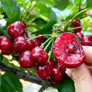 May include: Close-up of a cluster of ripe, red cherries on a branch with green leaves. One cherry is cut in half, revealing the juicy interior. Water droplets glisten on the fruit, suggesting freshness. The image captures the natural beauty of the cherries.