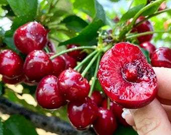 Live Cherry Tree 18" Tall, 3 Year Old Fruit Tree, Santina Kordia or Sweetheart Variety Random, Ready to Plant Outdoor