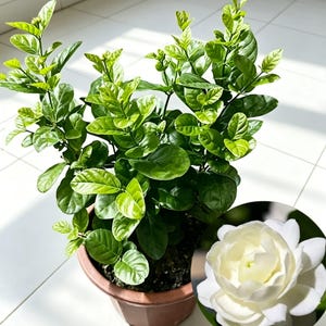 May include: A potted jasmine plant with vibrant green leaves and a close-up of a white jasmine flower. The plant is in a brown pot, and the leaves are a lush green color. The flower is white with a yellow center.