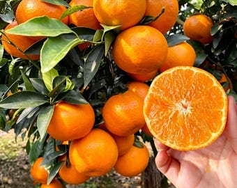 Live Orah Mandarin Tree 18" Tall 3 Yr, Sweet Tangerine Fruit, Grafted Cold Hardy, Ready for Patio or Garden