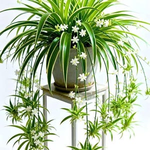 May include: A spider plant with long, arching green leaves featuring white margins, potted in a gray container. The plant produces thin, trailing stems adorned with small, white, star-shaped flowers and miniature plantlets hanging downward.