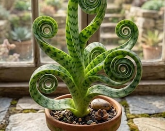 Planta serpiente espiral – Curly Cylindrica (planta en maceta)