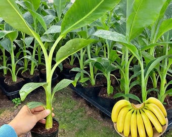 Dwarf Cavendish Banana Live Plant Seedling