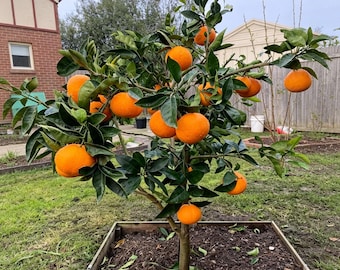 Dwarfing Rock Sugar Orange Sapling Potted & Ground Planting