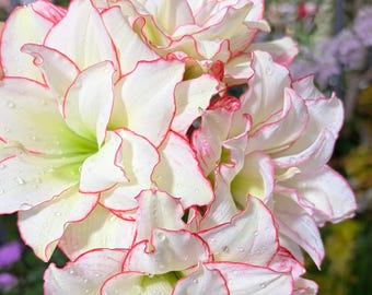 Hippeastrum Bulb: Large Trumpet Blooms, Easy Care Live Plant