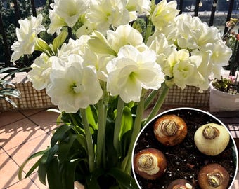 Aphrodite Amaryllis Bulb Double White Flower for Home Garden