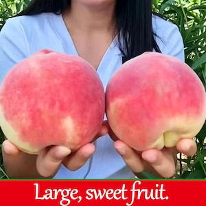 May include: Two large peaches with red and yellow skin are held in front of a light blue shirt. The peaches have a soft, fuzzy texture. The text "Large, sweet fruit" is displayed in a red banner at the bottom of the image.