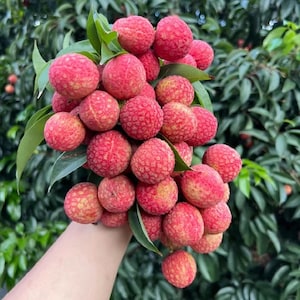 May include: A bunch of fresh lychees, featuring vibrant red, textured skin. The fruit is clustered with green leaves, showcasing a natural, organic presentation. The background is a blur of green foliage.