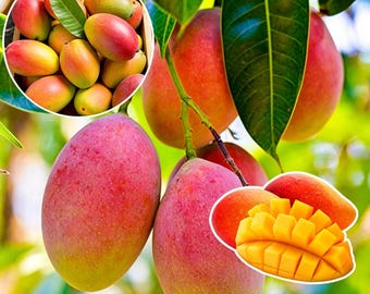 Live Mango Seedling Easy Grow Edible Fruit Outdoor Plant