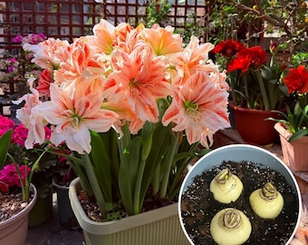 Hippeastrum Dancing Queen Amaryllis Bulb Double Striped Blooms Easy Grow