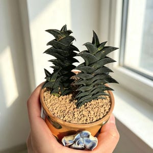 May include: Two dark green, stacked succulent plants with pointed, triangular leaves growing in a round, orange ceramic pot filled with small tan pebbles. The pot features a decorative, sculpted blue and white floral accent on the front.
