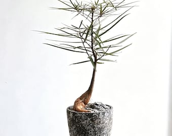 Queensland Bottle Tree Caudex Home Decor Easy Care