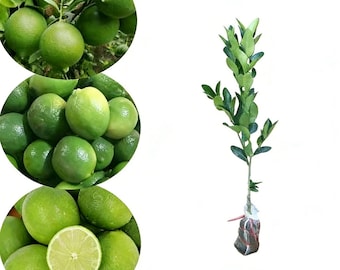 Dwarf Key Lime Tree Live Plant | Pot & Ground Grow, Easy Care,  Home Garden, Patio Decor