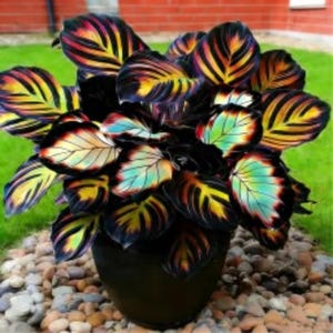 Könnte beinhalten: Eine lebendige Calathea-Pflanze in einem dunklen Topf, die auffällige Blätter mit gelben, orangefarbenen, roten und grünen Streifen vor einem dunklen Hintergrund zeigt. Die Pflanze steht auf einem Bett aus kleinen, hellen Steinen, mit Rasen und Backsteinmauer im Hintergrund.