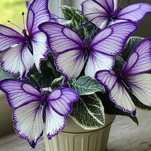 Peut inclure: Gros plan sur une plante en pot avec des fleurs en forme de papillon. Les fleurs ont des bords violets et des centres blancs. Le pot est beige clair et les feuilles sont vertes avec des mouchetures blanches.