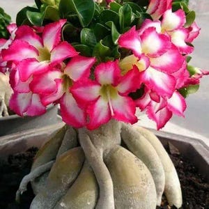 May include: A desert rose plant with bright pink and white flowers. The plant has a thick, bulbous base and green leaves. The flowers are star-shaped with a white centre. The plant is in a pot.