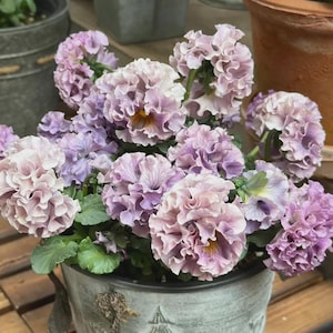 May include: A metal container filled with ruffled, multi-toned purple and lavender flowers. The flowers have yellow centres and green leaves. The container has a decorative rope and star design.