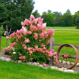 Puede incluir: Un vibrante arbusto de hortensias rosas con acentos blancos florece junto a una rústica valla de madera y una rueda de carro roja desgastada. La escena se desarrolla sobre un fondo de exuberante hierba verde y árboles.