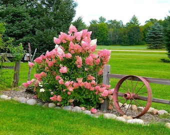 Vanilla Strawberry Hydrangea Seeds – Easy Grow Perennial Blooms - 50 seeds