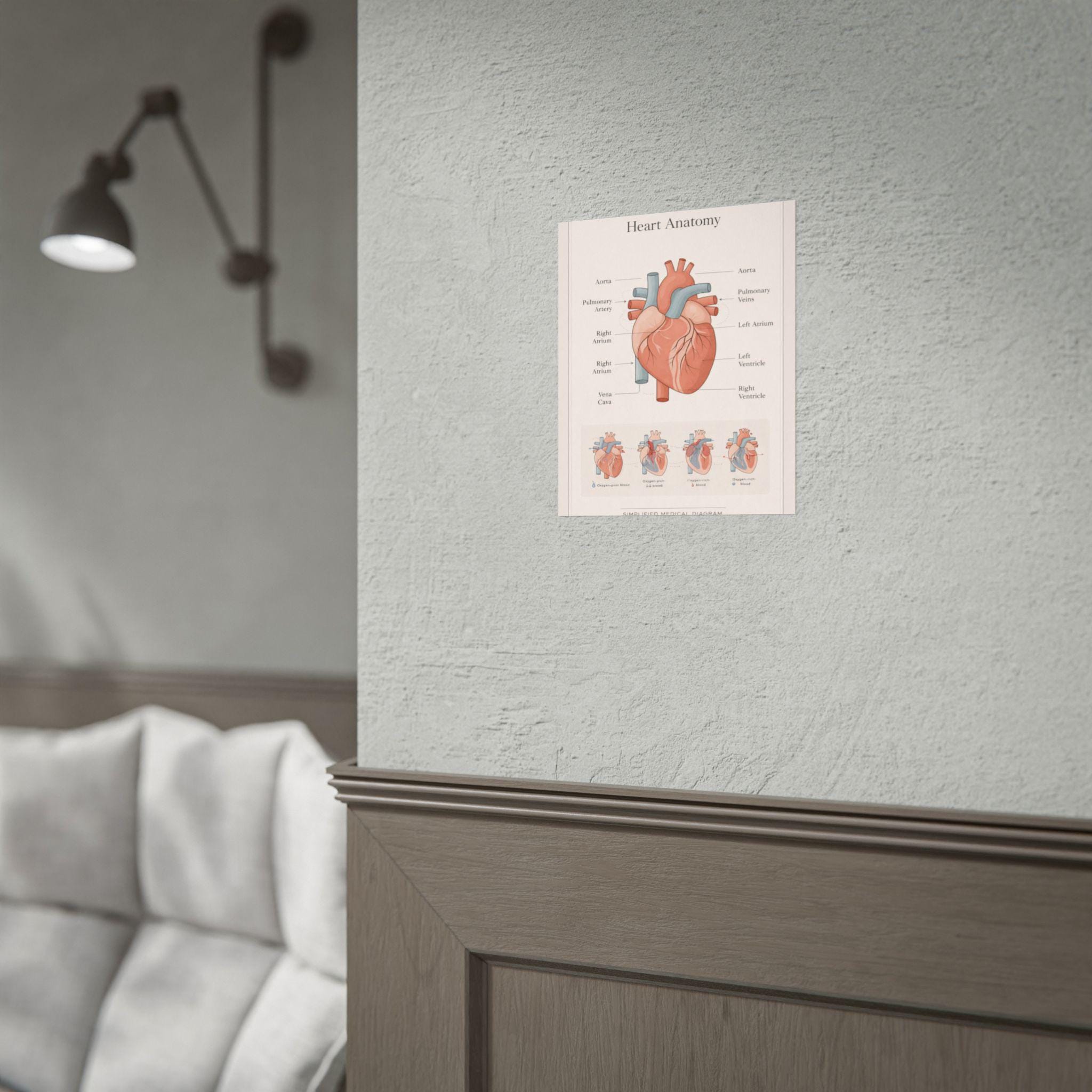 Anatomical Heart Diagram Rolled Poster | Human Heart Illustration ...