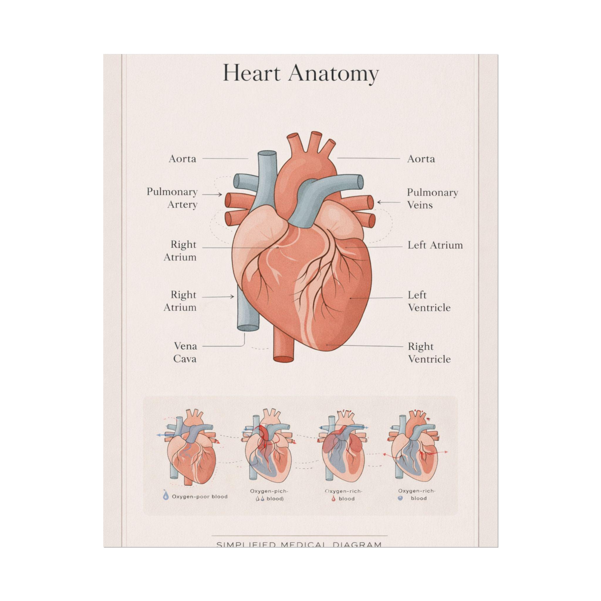 Heart Module Labeled Anatomical Heart Diagram Rolled Poster | Human Heart Illustration ...