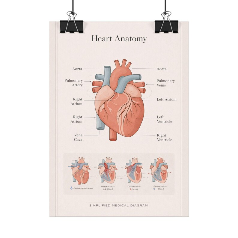 Anatomical Heart Diagram Rolled Poster | Human Heart Illustration ...