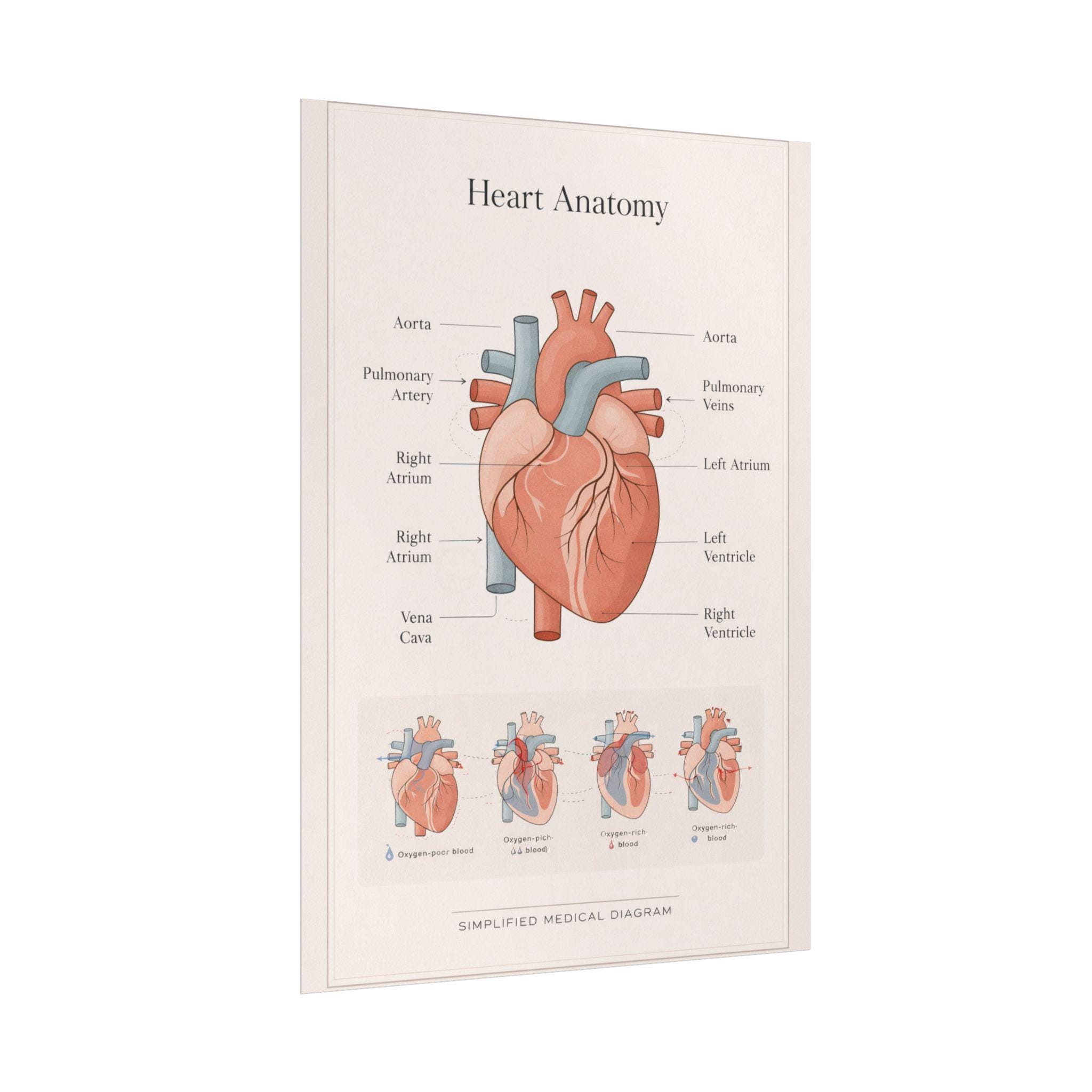 Anatomical Heart Diagram Rolled Poster | Human Heart Illustration ...